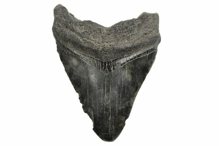 Bargain, Fossil Megalodon Tooth - South Carolina #168324